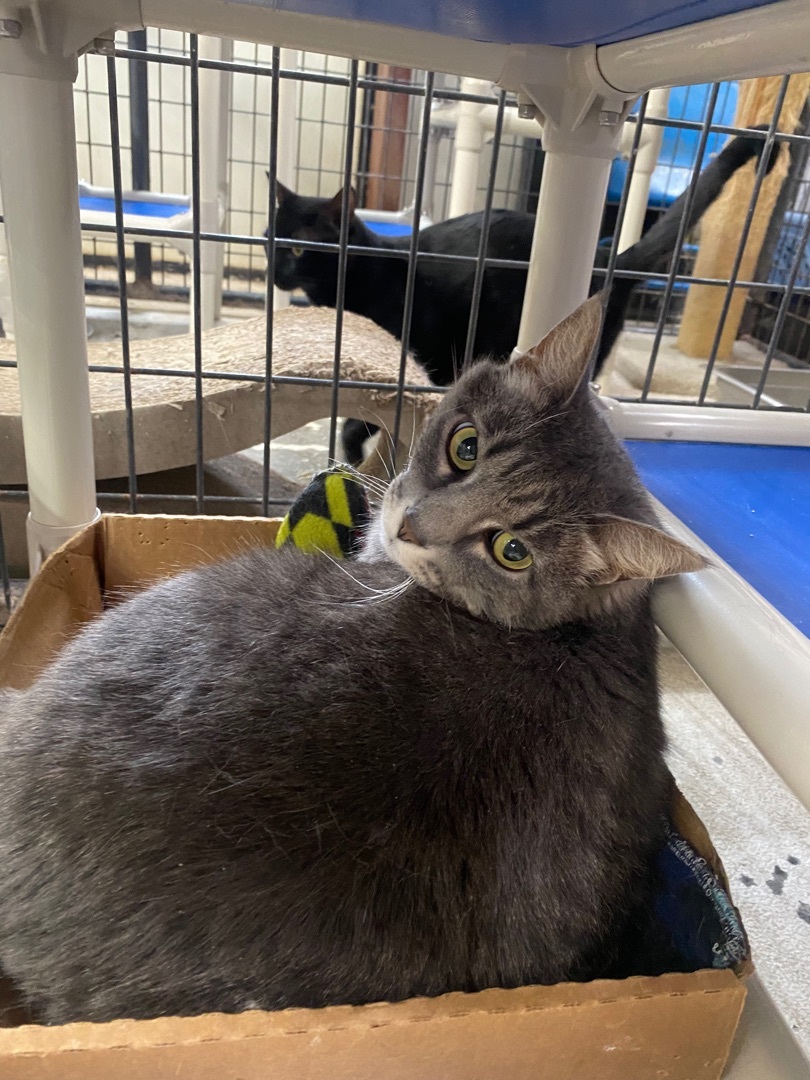 Enlarge Smokey, a Adoptable Domestic Short Hair in Okanogan, WA image 1/2