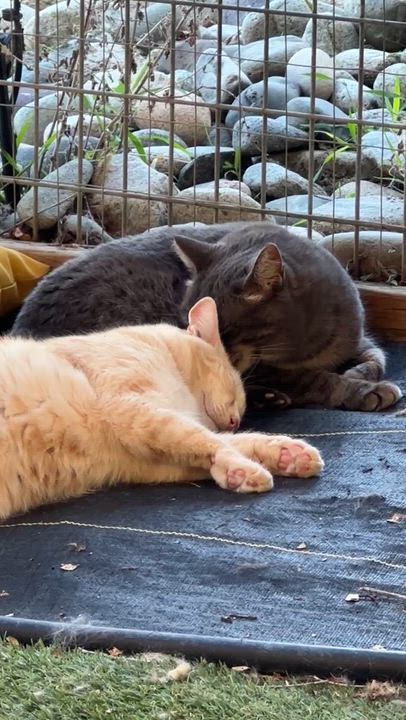 Enlarge Smokey, a Adoptable Domestic Short Hair in Okanogan, WA video 2/3