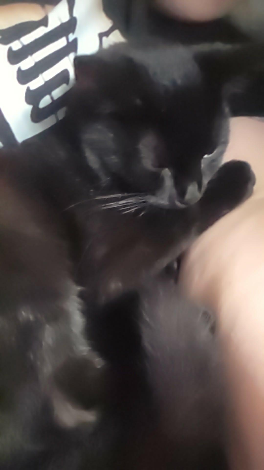 Latte, ADOPTABLE, Young Female Domestic Short Hair.