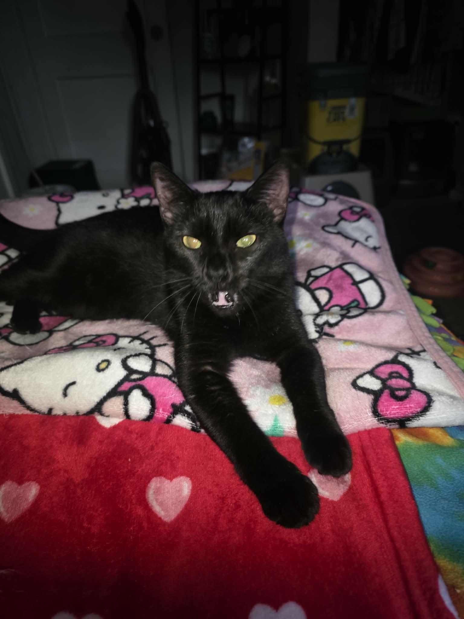 Enlarge Latte, a ADOPTABLE Domestic Short Hair in Morgantown, WV image 2/2