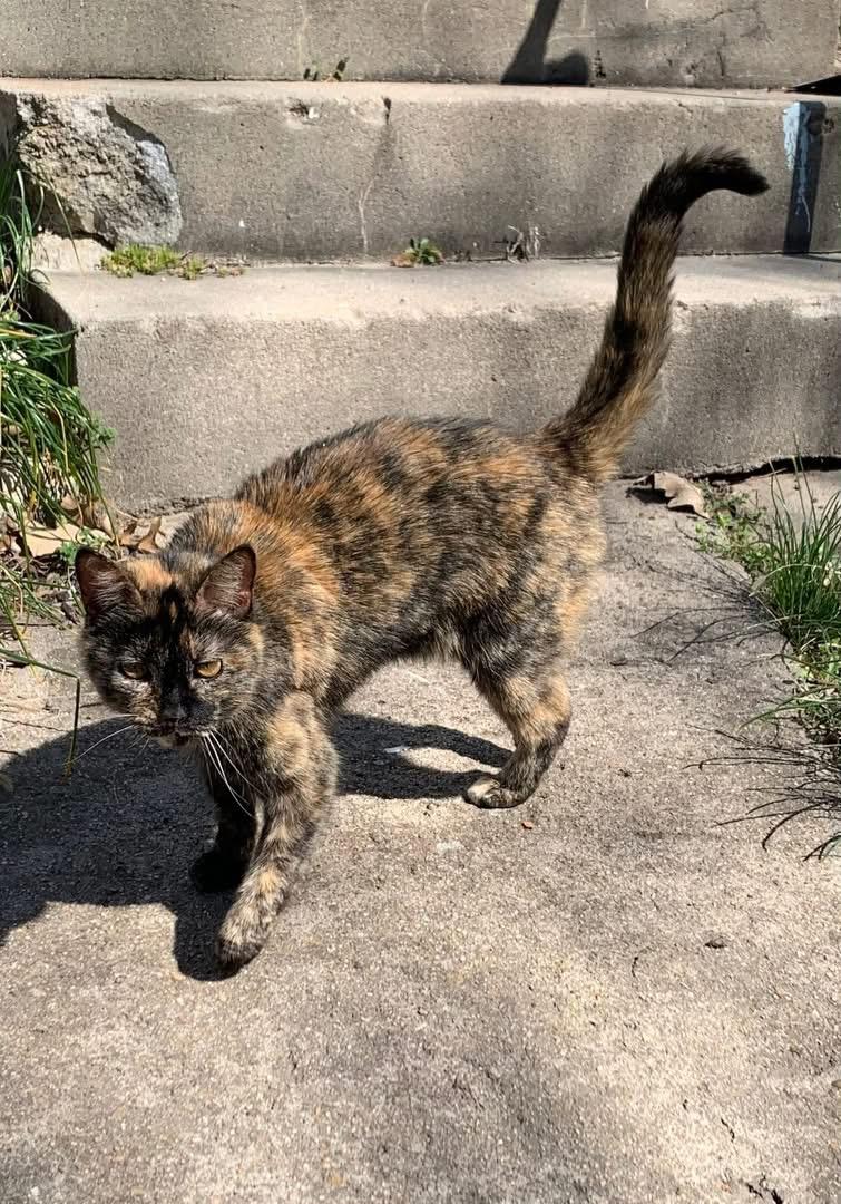 Enlarge Tailer, a ADOPTABLE Domestic Short Hair in Manhattan, KS image 2/2