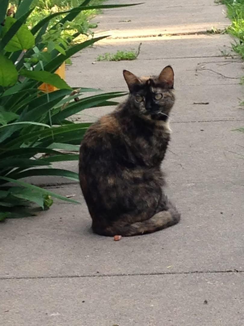 Enlarge Tailer, a ADOPTABLE Domestic Short Hair in Manhattan, KS image 1/2