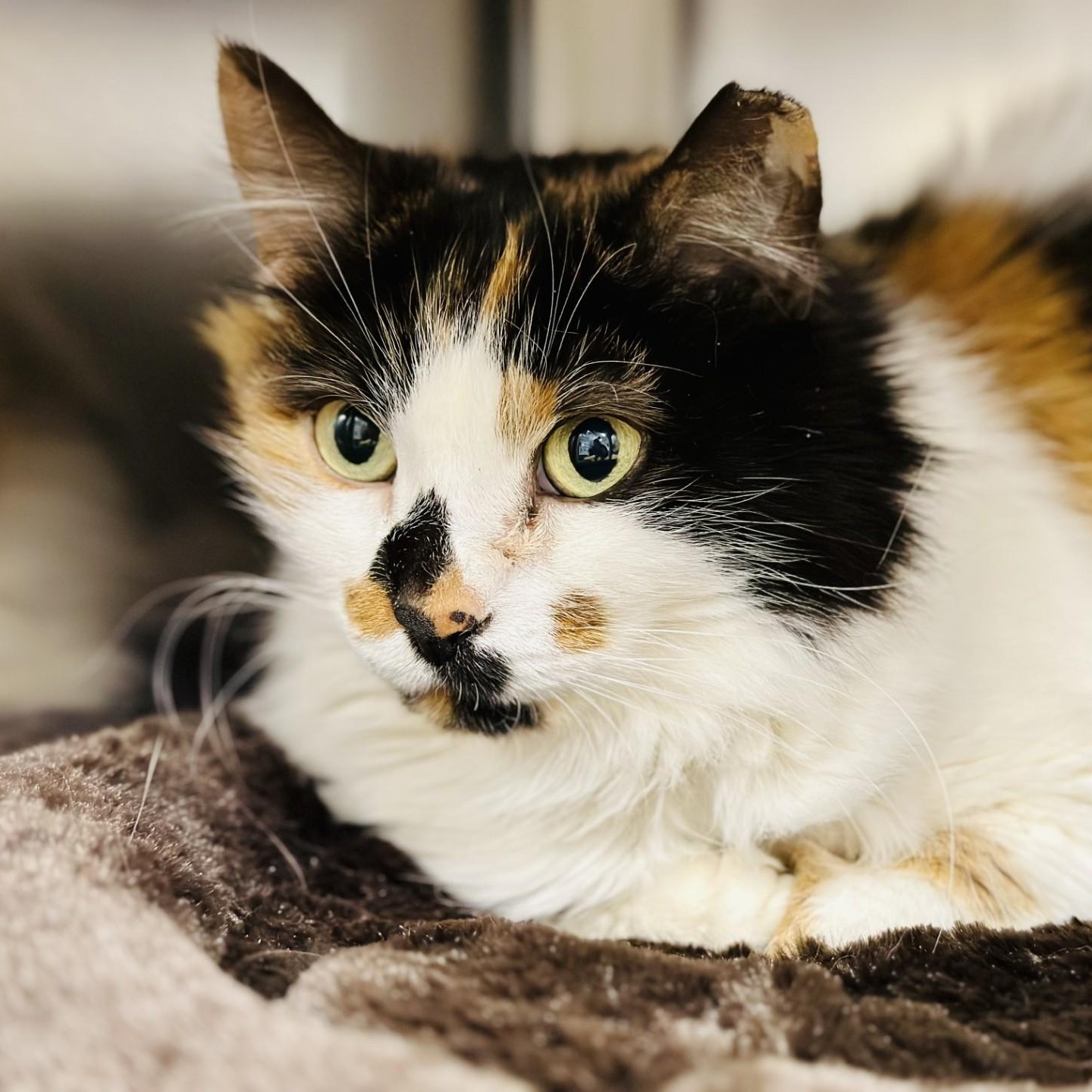 Patty Cake , ADOPTABLE, Adult Female Domestic Long Hair.