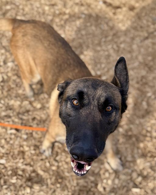Enlarge JACKIE, a Adoptable Belgian Shepherd / Malinois in Kent, WA image 1/1