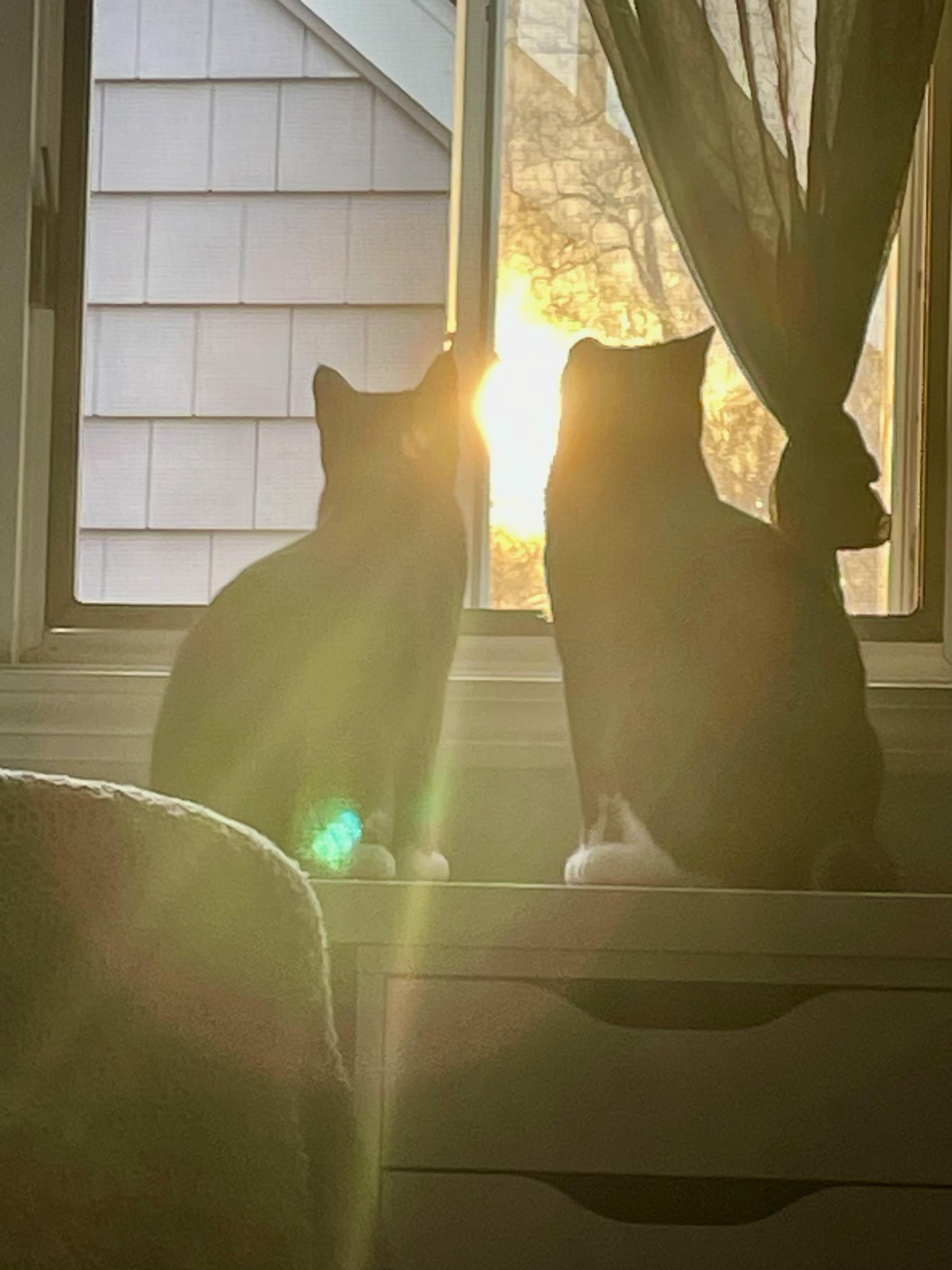 Enlarge Carlile and Avett (bonded pair), a ADOPTABLE Domestic Short Hair in New Britain, CT image 5/5