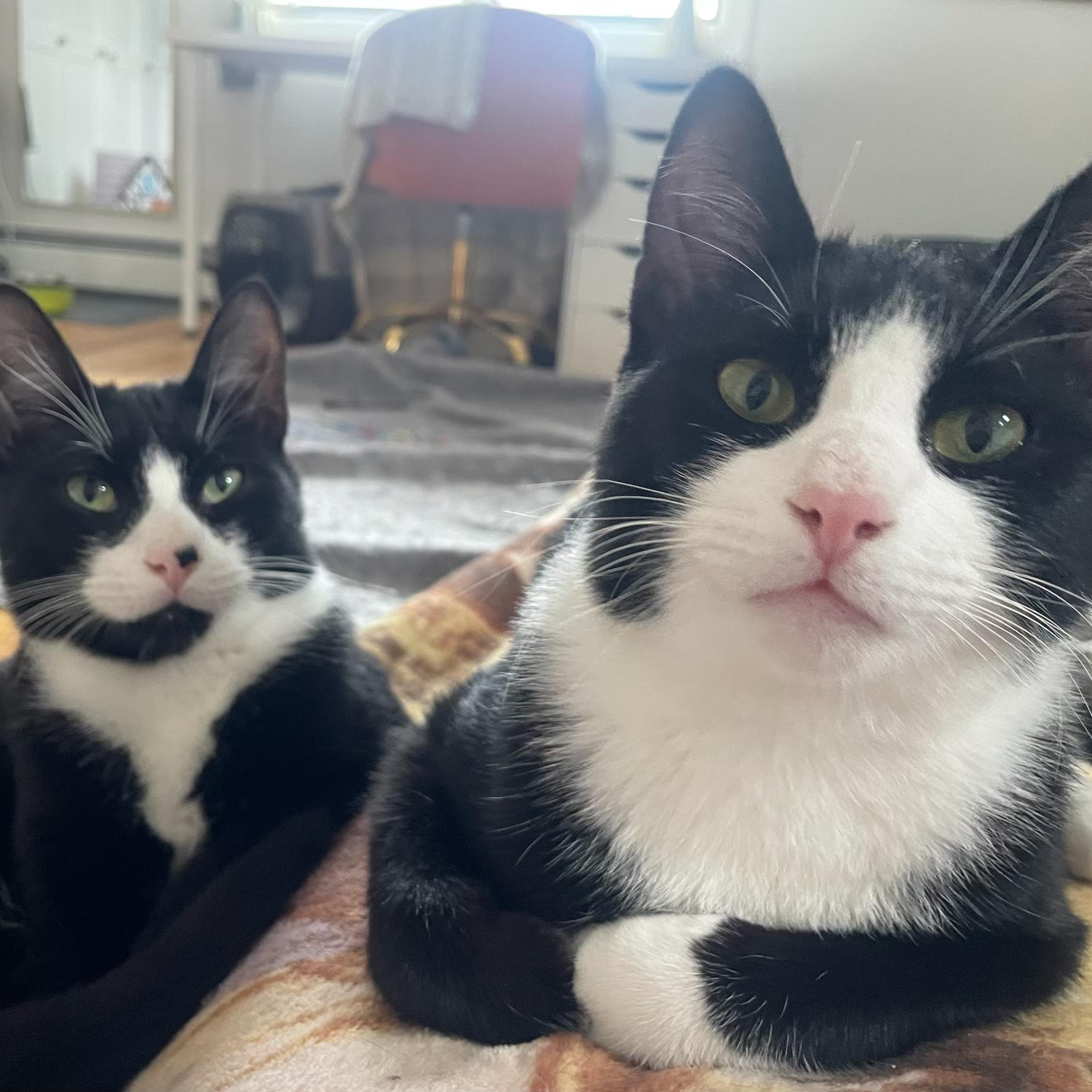 Carlile and Avett (bonded pair), ADOPTABLE, Kitten Male Domestic Short Hair.