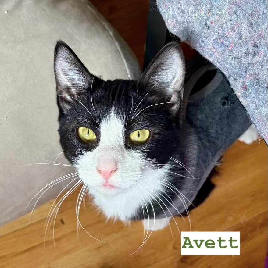 Enlarge Carlile and Avett (bonded pair), a ADOPTABLE Domestic Short Hair in New Britain, CT image 5/6