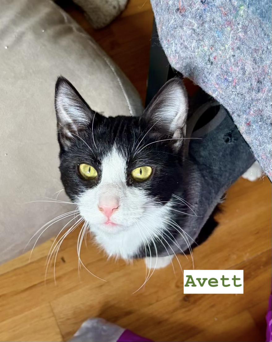 Enlarge Carlile and Avett (bonded pair), a ADOPTABLE Domestic Short Hair in New Britain, CT image 2/5