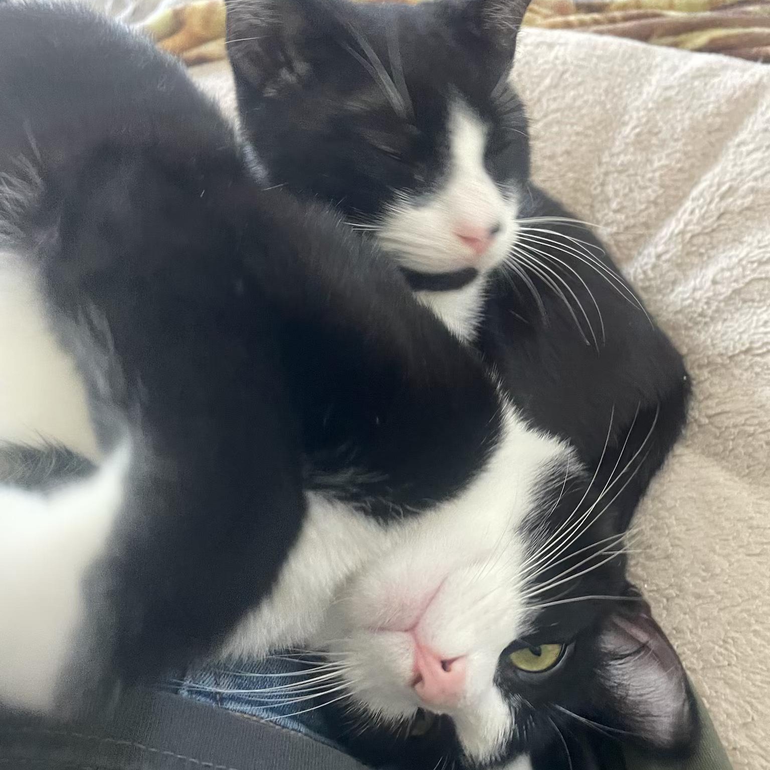 Enlarge Carlile and Avett (bonded pair), a ADOPTABLE Domestic Short Hair in New Britain, CT image 3/6
