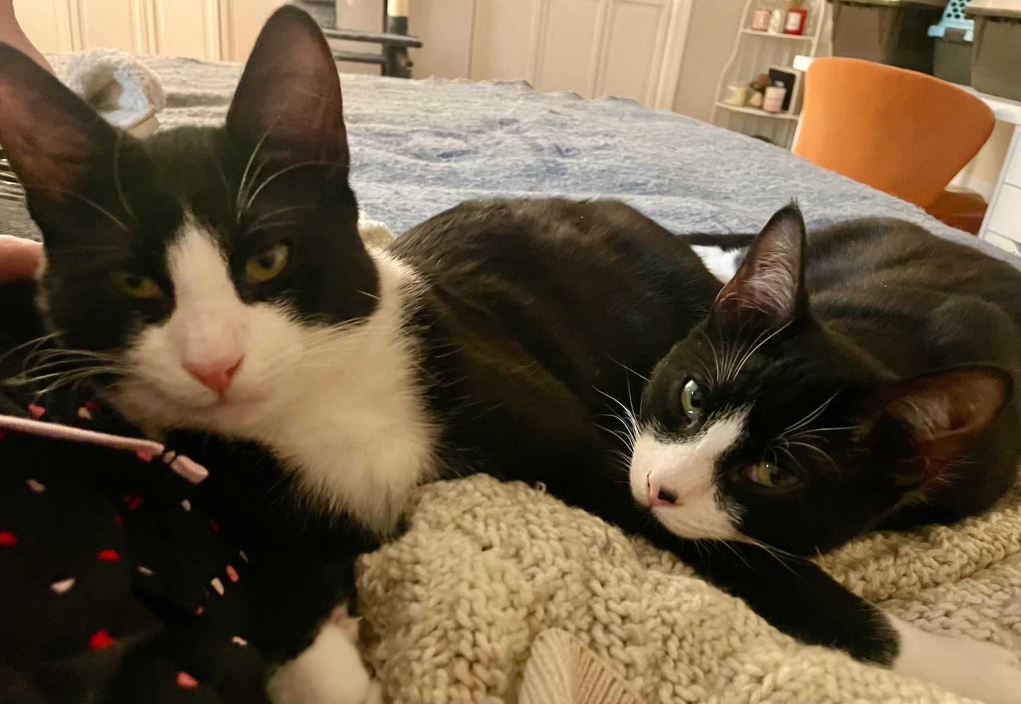 Enlarge Carlile and Avett (bonded pair), a ADOPTABLE Domestic Short Hair in New Britain, CT image 2/6