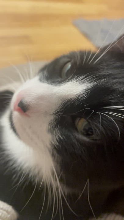 Enlarge Carlile and Avett (bonded pair), a ADOPTABLE Domestic Short Hair in New Britain, CT video 3/5