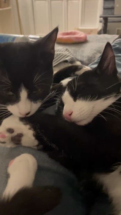 Enlarge Carlile and Avett (bonded pair), a ADOPTABLE Domestic Short Hair in New Britain, CT video 4/5
