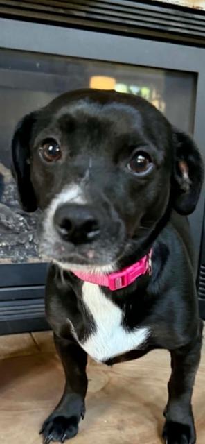 Enlarge Cookie, a Adoptable mixed breed in Newaygo, MI image 1/1