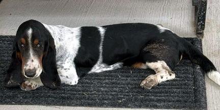 MANUELA "NELL" - HONORARY ADOPTION, Adopted, Young Female Basset Hound.