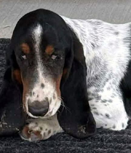 Enlarge MANUELA "NELL" - HONORARY ADOPTION, a Adopted Basset Hound in Mays Landing, NJ image 2/2