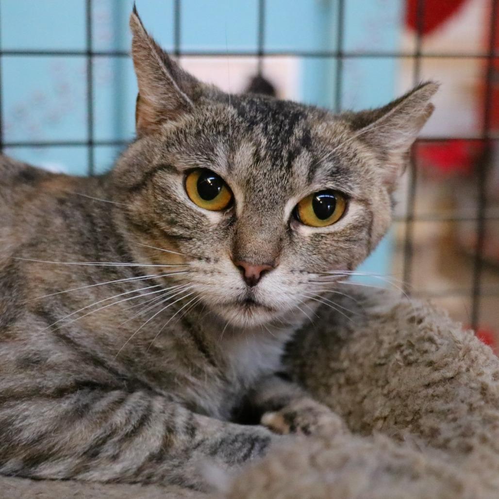 Enlarge Sarah, a Adoptable Domestic Short Hair in Sarasota, FL image 1/4