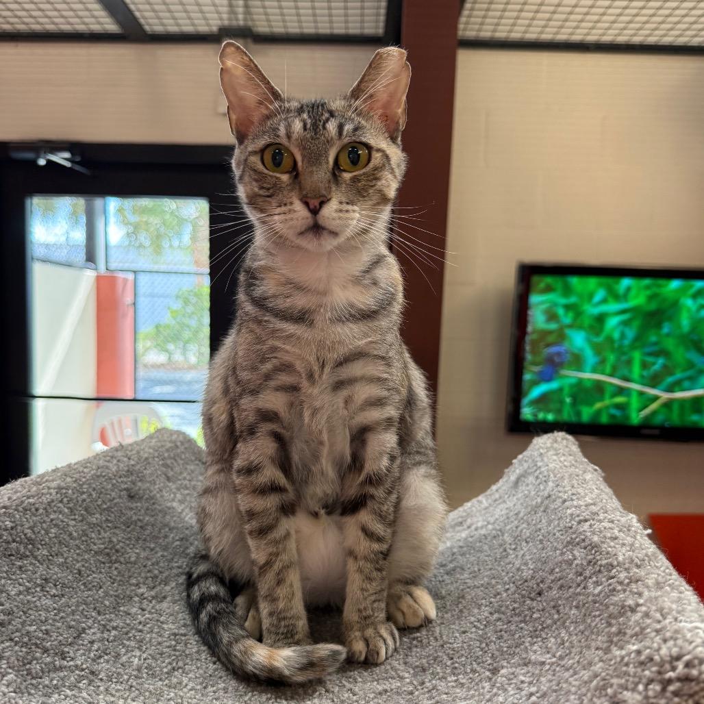 Enlarge Sarah, a Adoptable Domestic Short Hair in Sarasota, FL image 2/6