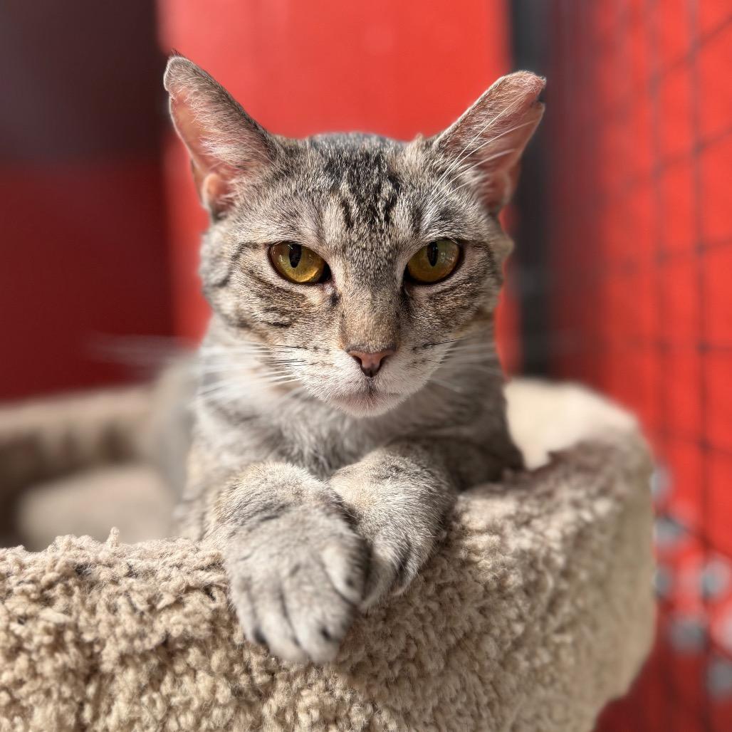 Enlarge Sarah, a Adoptable Domestic Short Hair in Sarasota, FL image 2/4