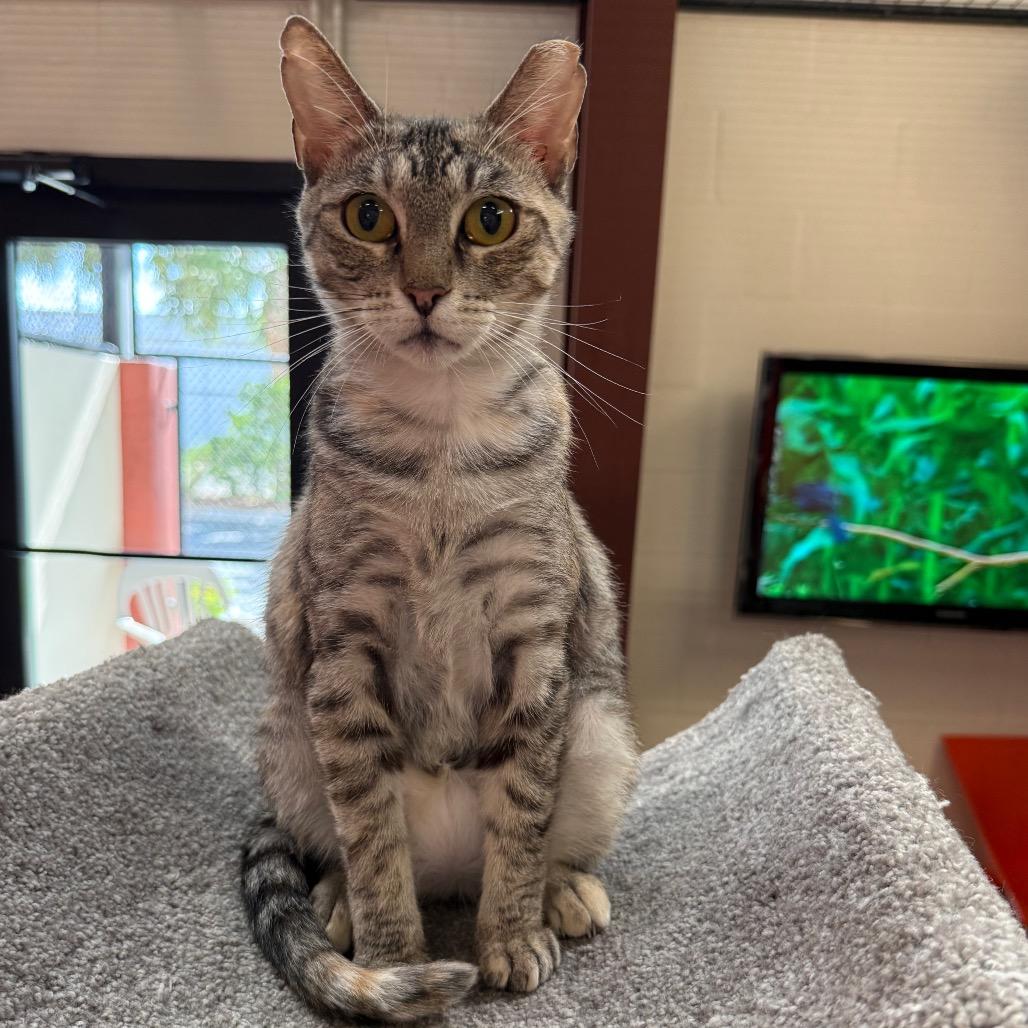 Enlarge Sarah, a Adoptable Domestic Short Hair in Sarasota, FL image 4/6