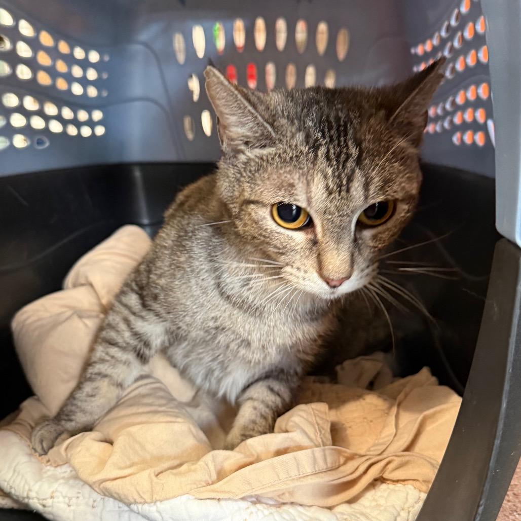 Enlarge Sarah, a Adoptable Domestic Short Hair in Sarasota, FL image 3/4