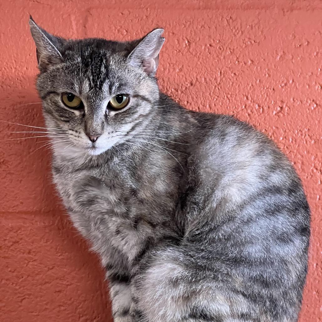 Enlarge Sarah, a Adoptable Domestic Short Hair in Sarasota, FL image 4/4