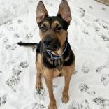 George, an adopted mixed breed in Lansing, MI image 4/4