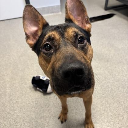 Enlarge George, an adoptable mixed breed in Lansing, MI image 2/3