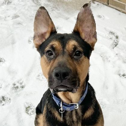 George, adoptable, Adult Male Mixed Breed.