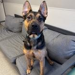 George, adoptable, Adult Male Mixed Breed.