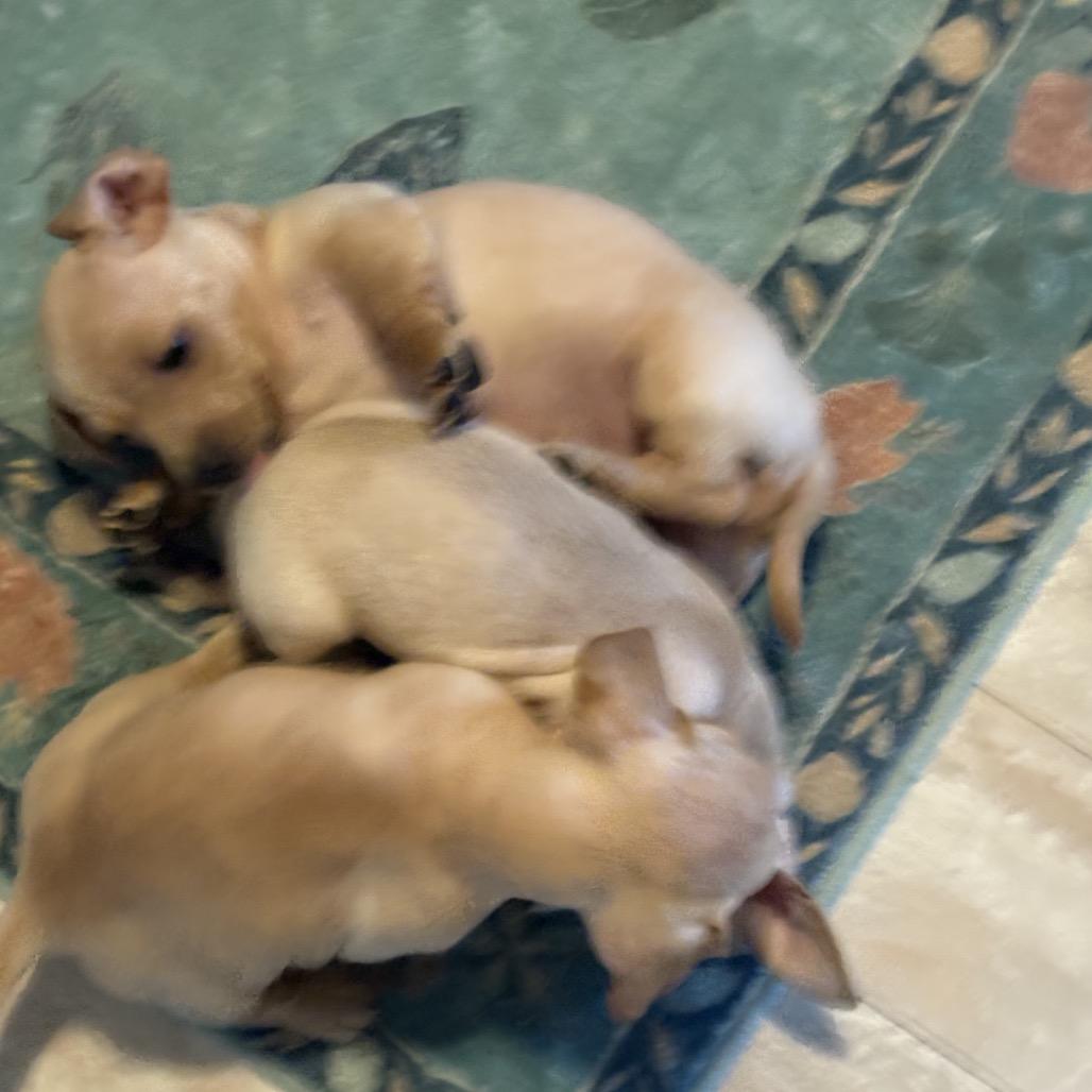 Enlarge Basil, a Adoptable Dachshund in Oakland, CA image 2/6