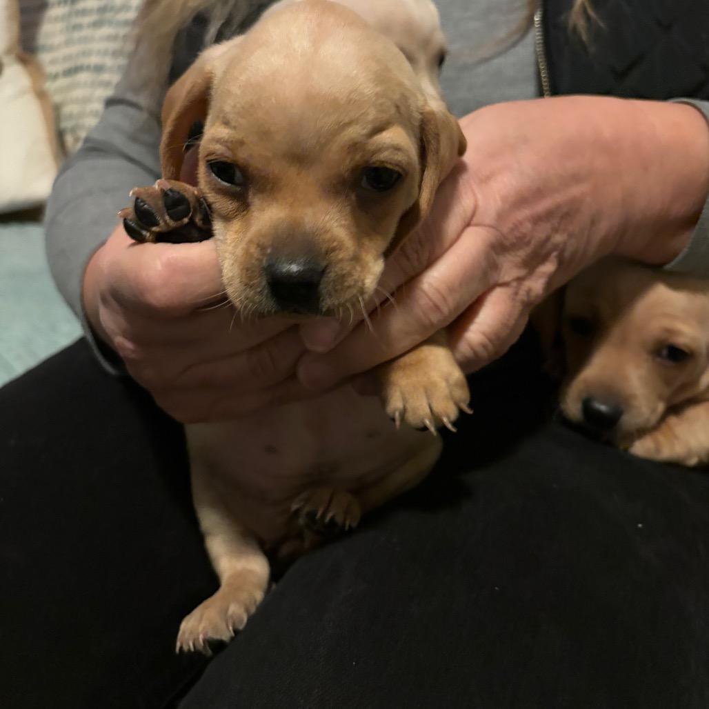 Enlarge Basil, a Adoptable Dachshund in Oakland, CA image 6/6