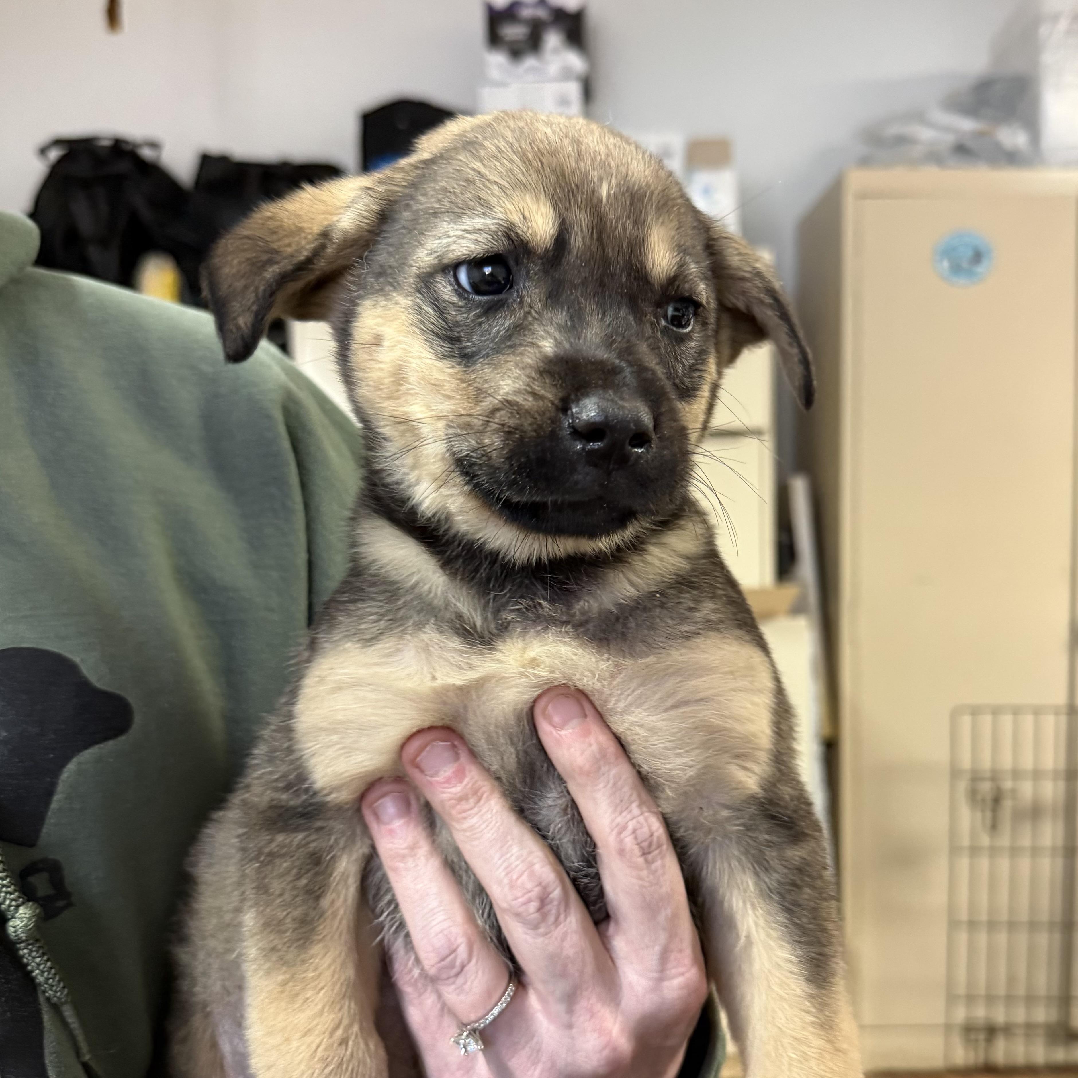 Pink House — thumbnail 4