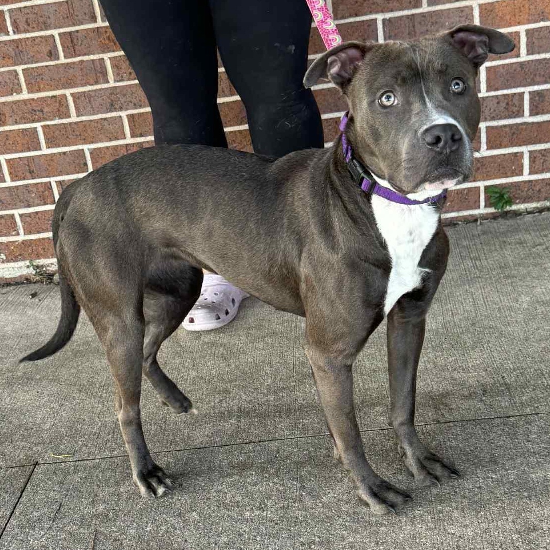 Enlarge Pippy, a Adoptable Pit Bull Terrier in Waterloo, IA image 2/3