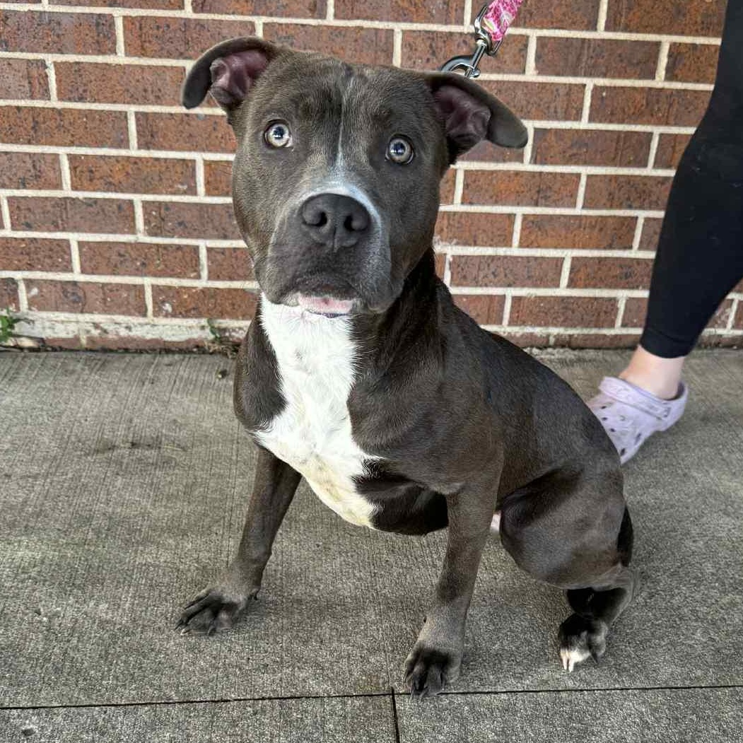 Enlarge Pippy, a Adoptable Pit Bull Terrier in Waterloo, IA image 1/3