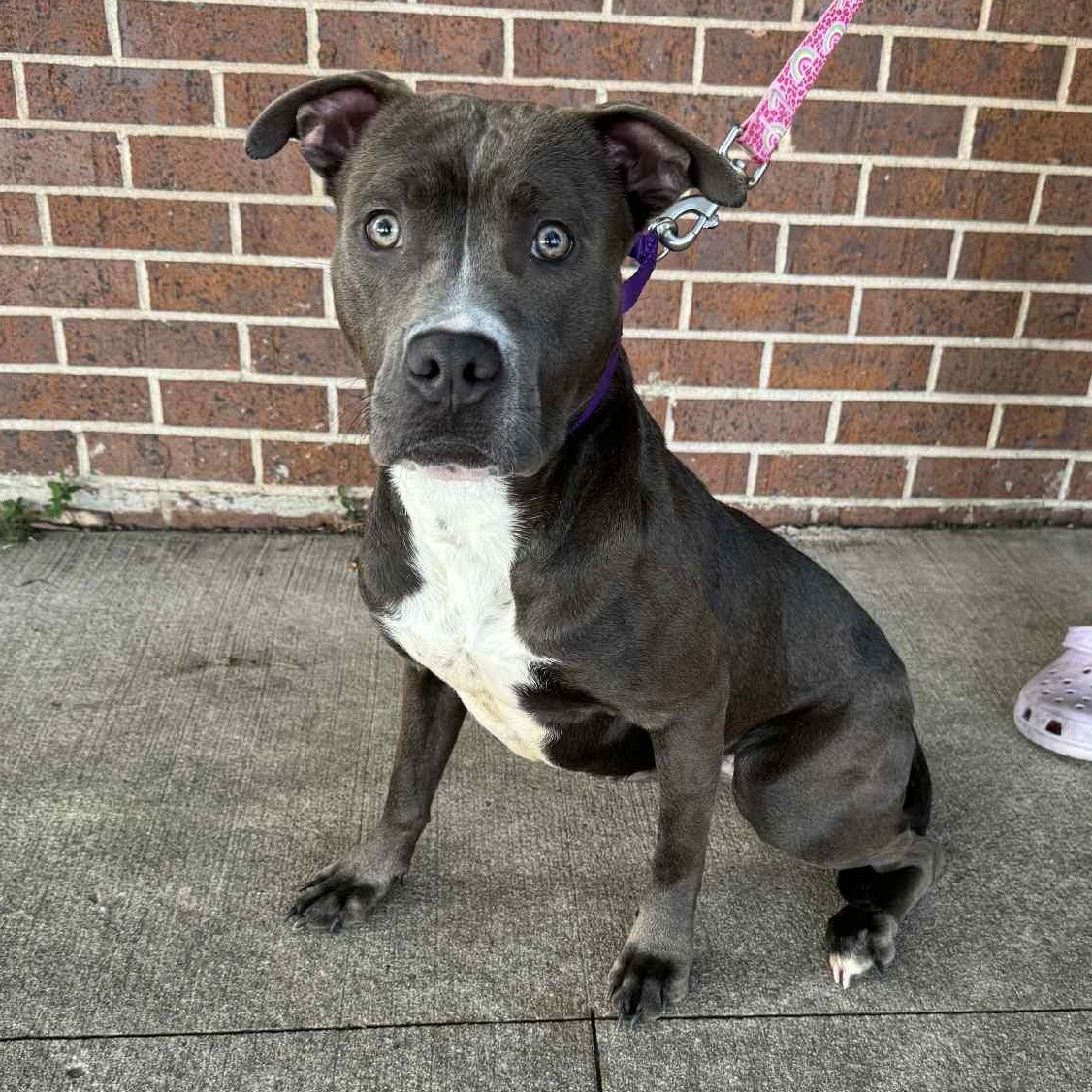 Enlarge Pippy, a Adoptable Pit Bull Terrier in Waterloo, IA image 3/3