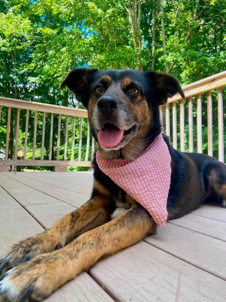 Bougie, ADOPTABLE, Adult Female Rhodesian Ridgeback.