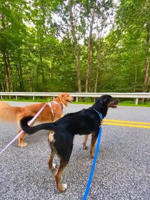Enlarge Bougie, a ADOPTABLE mixed breed in Kennebunk , ME image 5/6