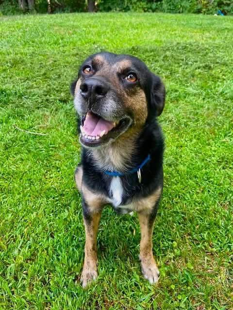 Enlarge Bougie, a ADOPTABLE mixed breed in Kennebunk , ME image 2/6