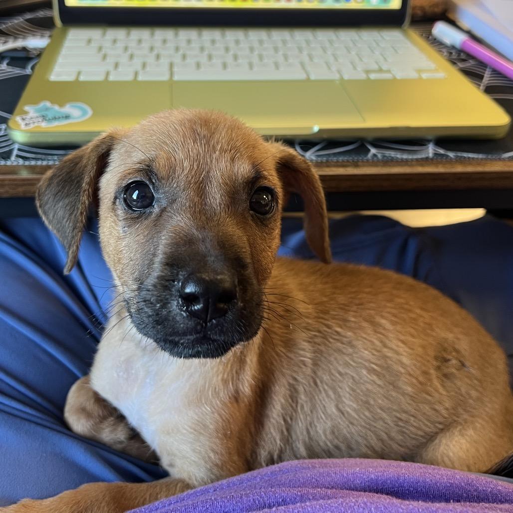 Pea Pod, Adoptable, Puppy Female Black Mouth Cur & American Foxhound.