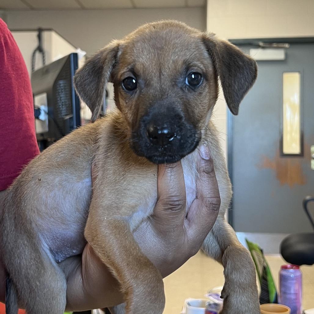 Enlarge Pea Pod, a Adoptable mixed breed in East Saint Louis, IL image 2/2