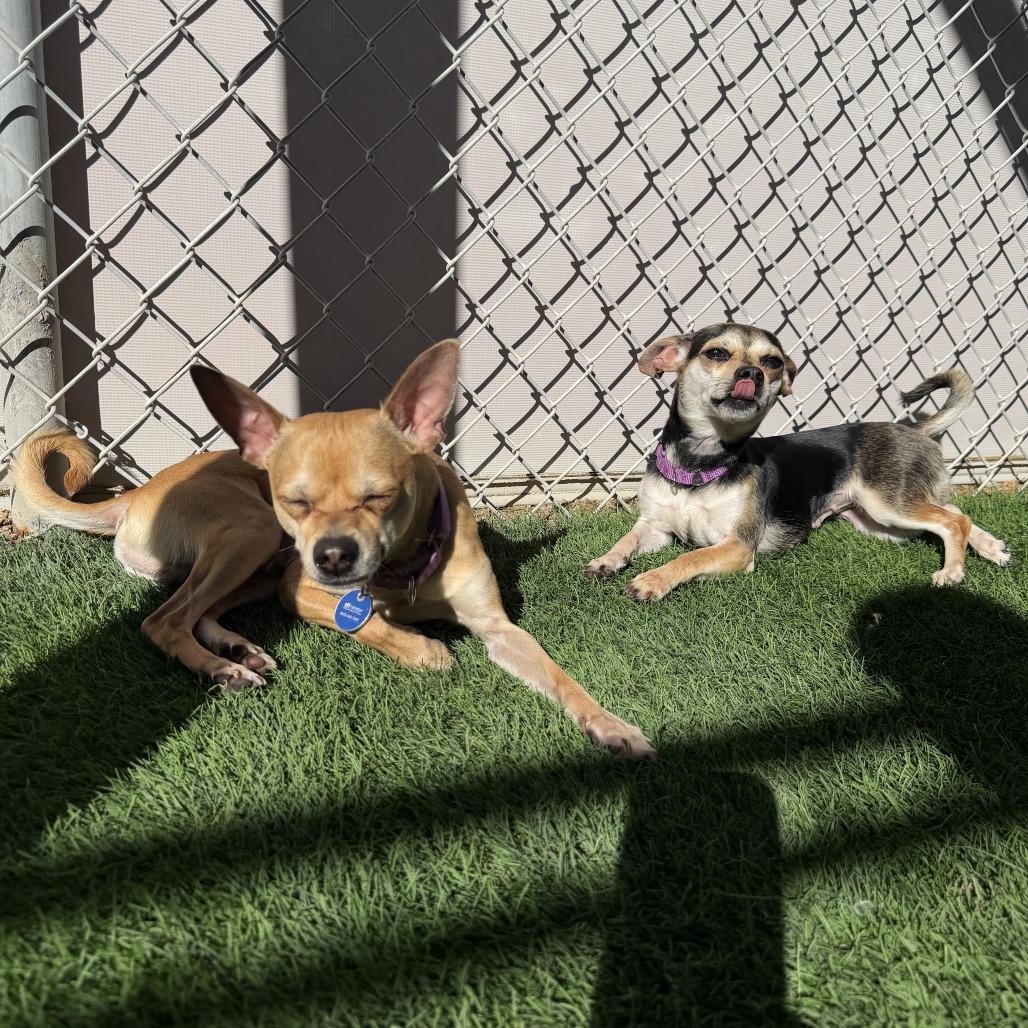 Winifred, Adoptable, Adult Female Chihuahua.