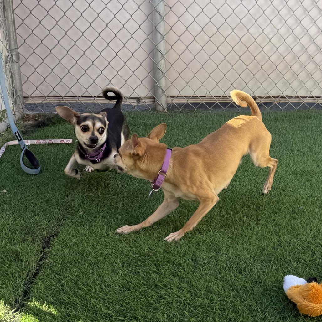 Enlarge Winifred, a Adoptable Chihuahua in Tempe, AZ image 2/6