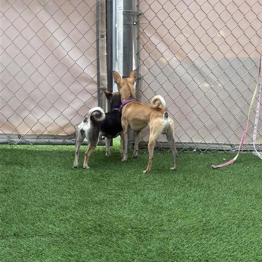 Enlarge Winifred, a Adoptable Chihuahua in Tempe, AZ image 4/6