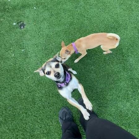 Enlarge Winifred, a Adoptable Chihuahua in Tempe, AZ image 5/6