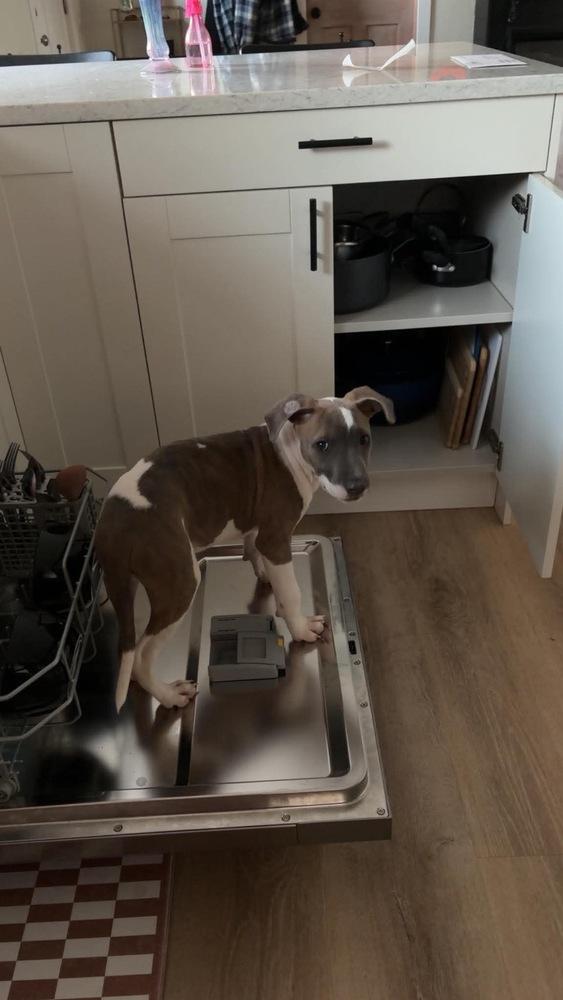 Veronica, Adoptable, Puppy Female Pit Bull Terrier.