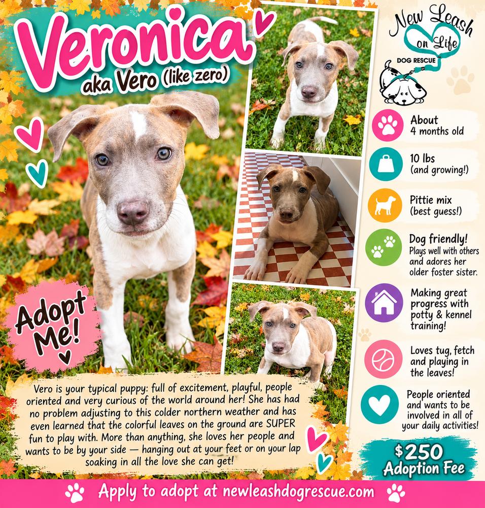 Enlarge Veronica, a Adoptable Pit Bull Terrier in Rockland, WI image 2/6