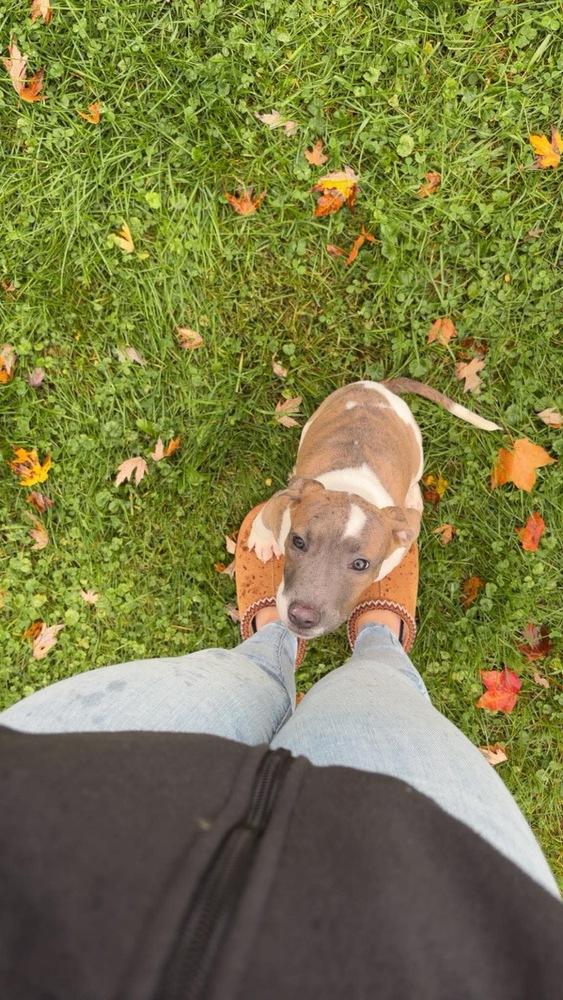 Enlarge Veronica, a Adoptable Pit Bull Terrier in Rockland, WI image 3/6