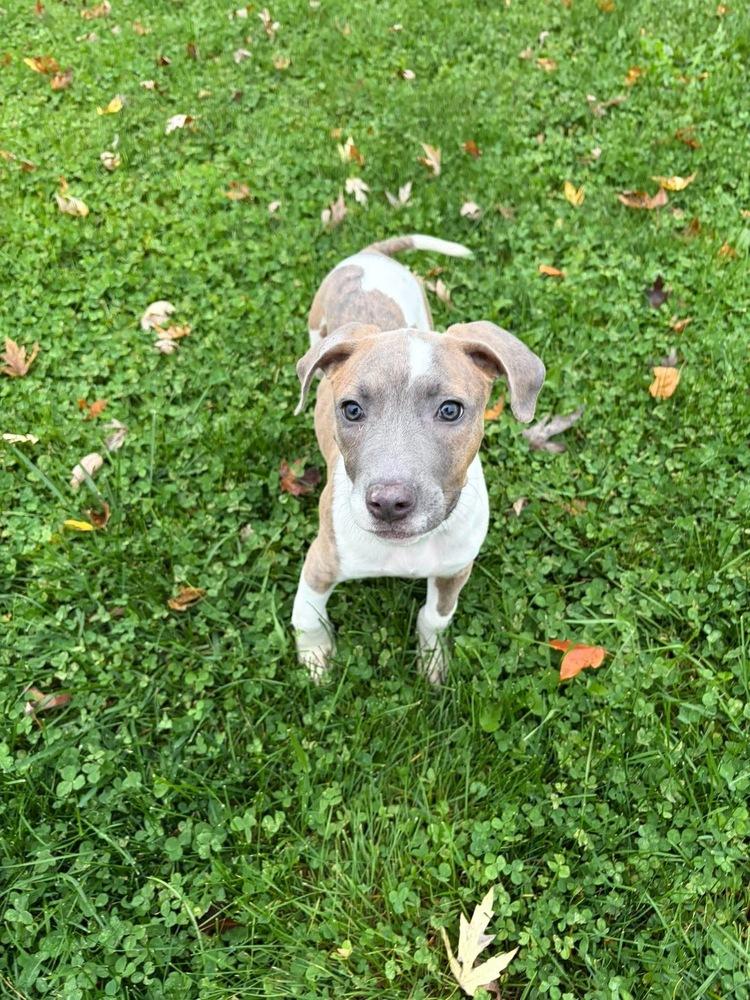 Enlarge Veronica, a Adoptable Pit Bull Terrier in Rockland, WI image 4/6