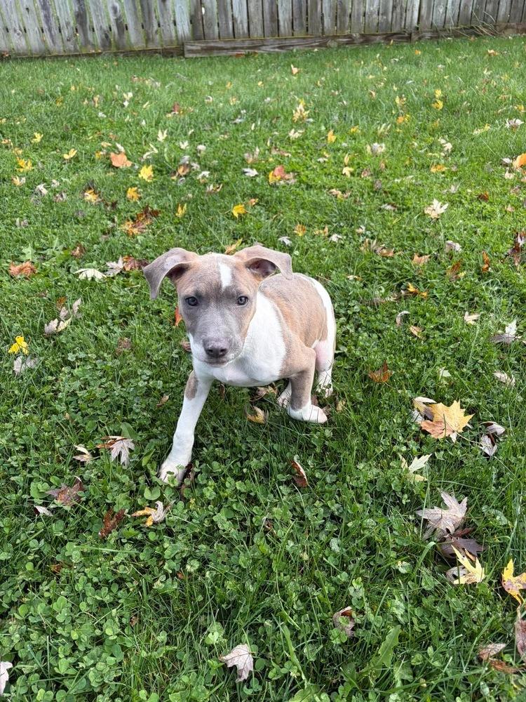 Enlarge Veronica, a Adoptable Pit Bull Terrier in Rockland, WI image 5/6