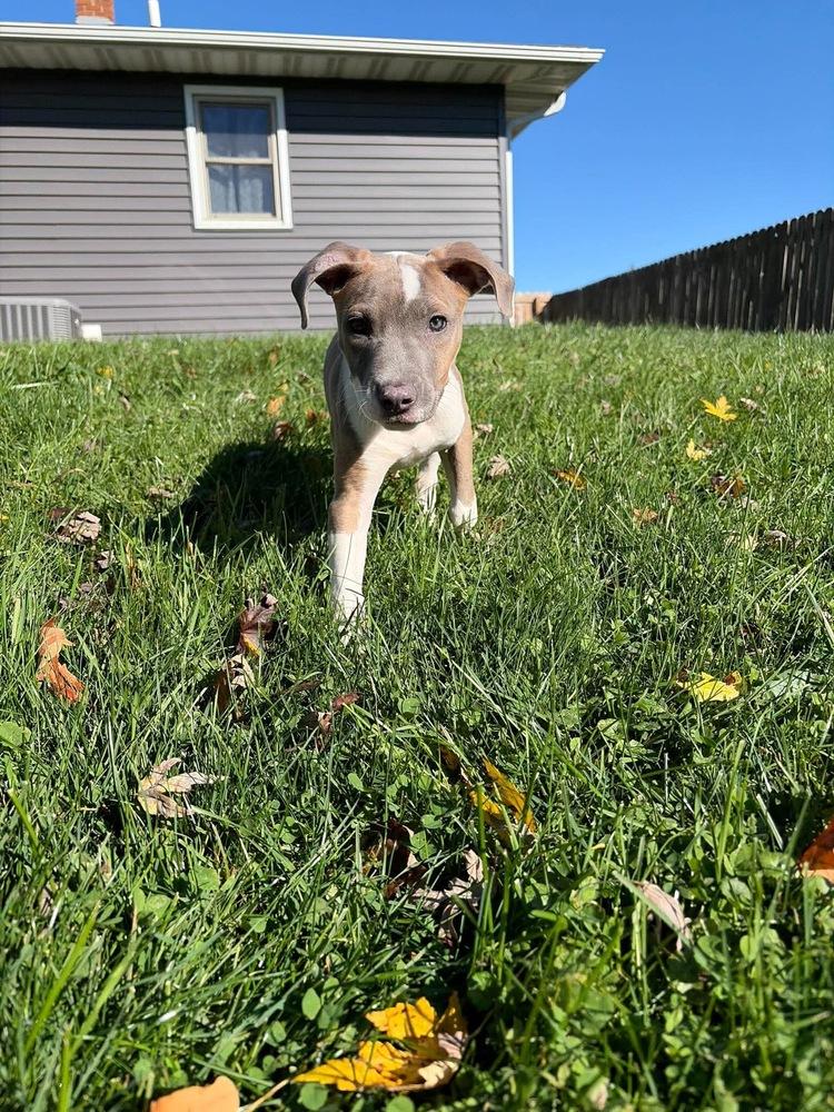 Enlarge Veronica, a Adoptable Pit Bull Terrier in Rockland, WI image 6/6